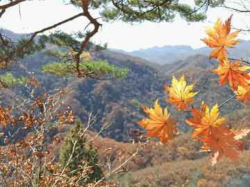 "机构年末发行热潮持续：82只公募产品11月启动募集，基金经理争夺业绩冲刺"